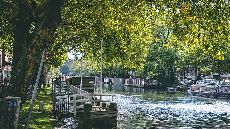 Green Tree Beside River, boat, canal, daylight, environment, landscape HD wallpaper