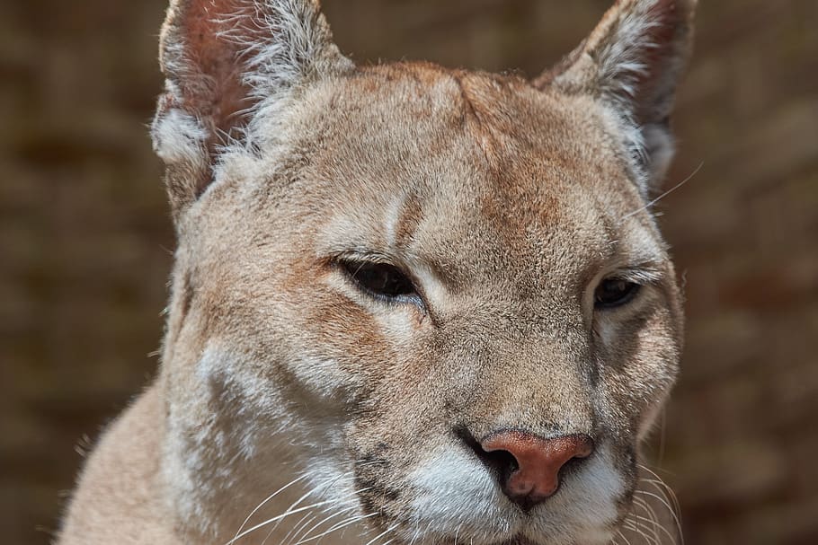 puma, old, predator, wildcat, big cat, mountain lion, dangerous HD wallpaper