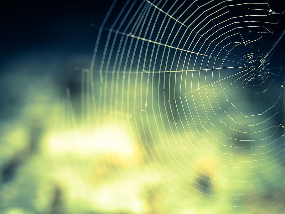 White Spiderweb, close-up, cobweb, macro, silk, spider web, fragility HD wallpaper