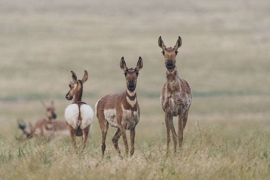 Shallow Focus Photography of Deer on Grass, animals, antelope HD wallpaper