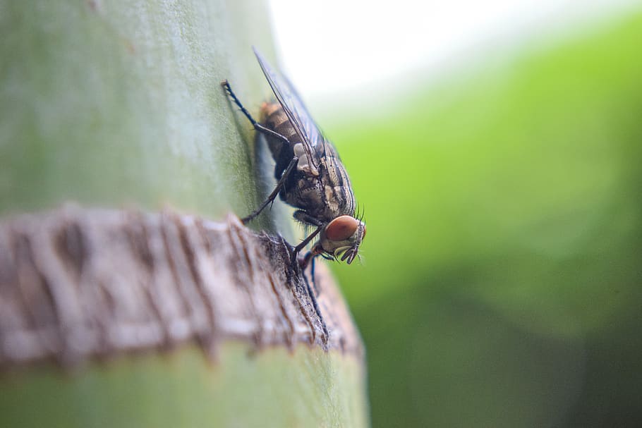 macro, fly, insects, nature, animals, wings, natural, garden HD wallpaper
