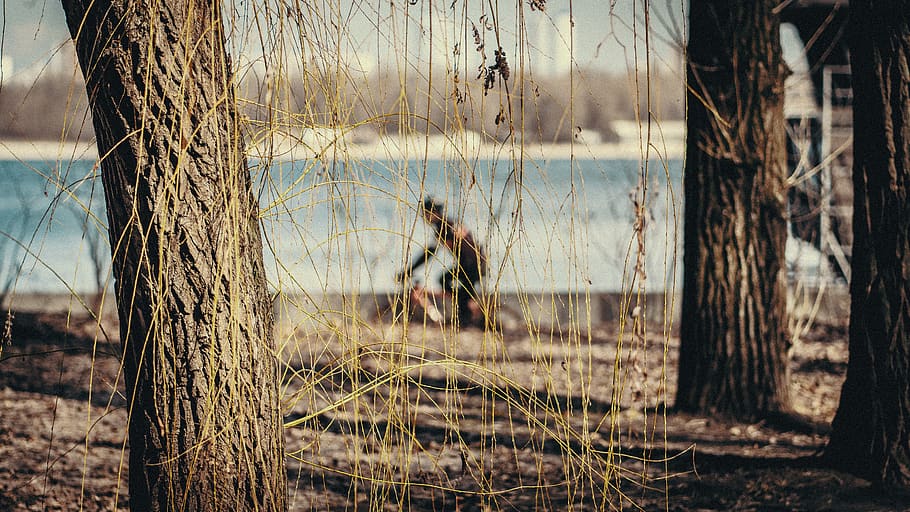 plant, tree, grass, tree trunk, nature, land, outdoors, vegetation HD wallpaper