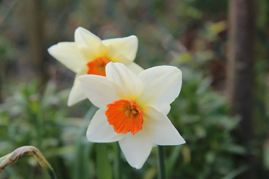 narcissus, spring, daffodil, flowers, flowering, flowering plant, HD wallpaper