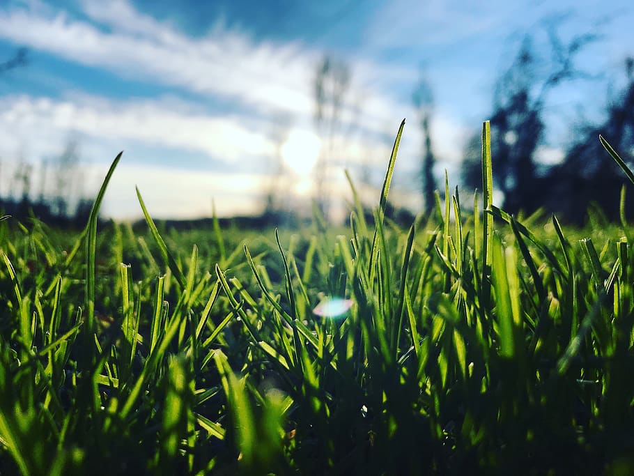 grass, park, green, sky, blue, sun, nature, oregon, creation HD wallpaper