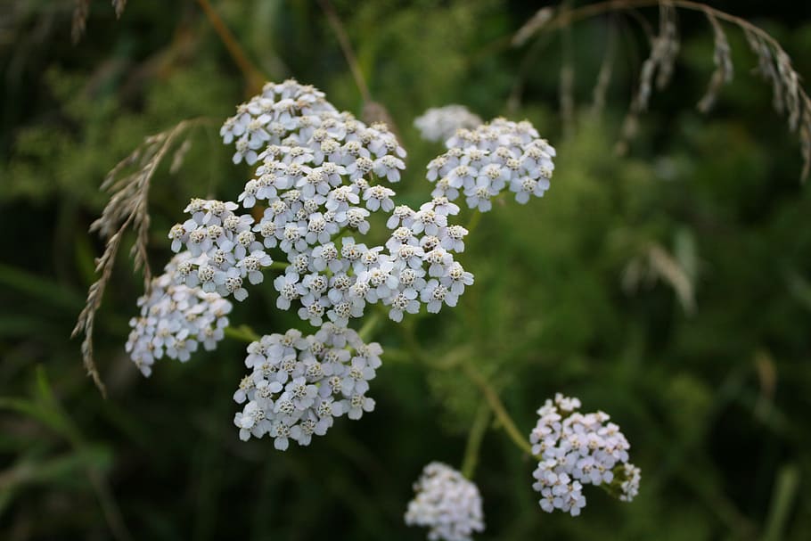 poland, flower, flowering plant, beauty in nature, vulnerability HD wallpaper