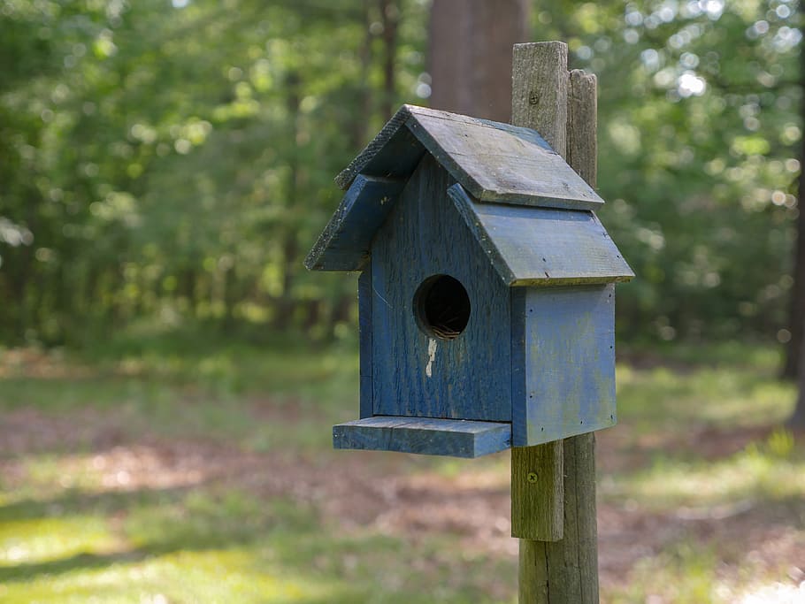 Closeup shot of a blue birdhouse, wood, shelter, spring, woods