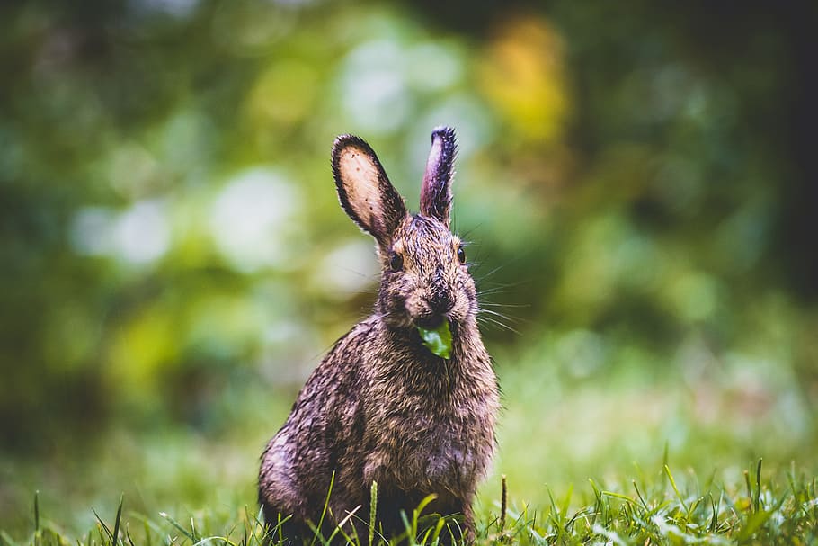 brown rabbit photography, hare, grass, eat, field, animal, fur HD wallpaper