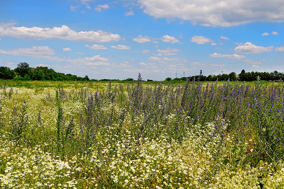 landscape, sky, clouds, wild flowers, scenic, sunlight, summer HD wallpaper