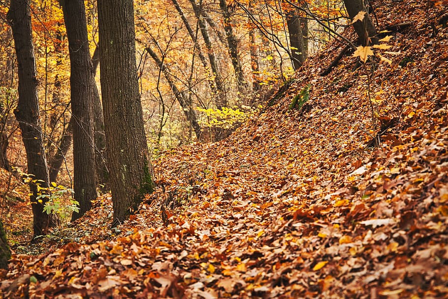 autumn, trees, forest, nature, landscape, path, haze, mood HD wallpaper