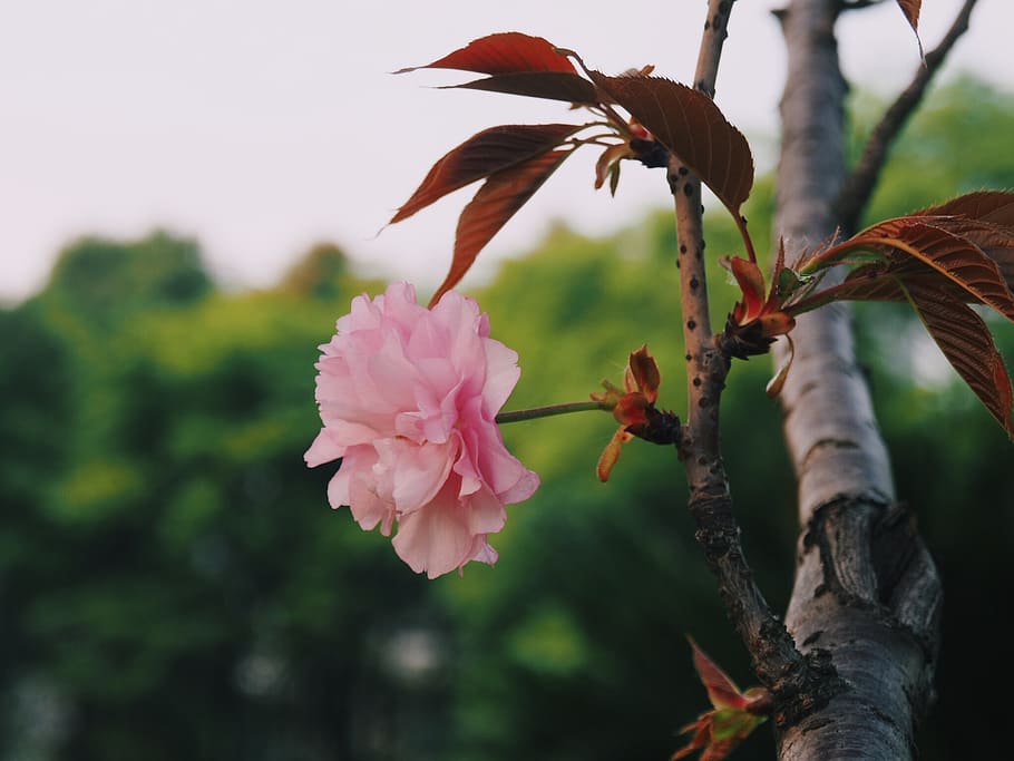 flower, tree, color, plant, flowering plant, fragility, vulnerability HD wallpaper