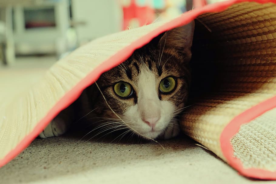 cat, eyes, animals, pets, cute, secretly, domestic, domestic cat HD wallpaper