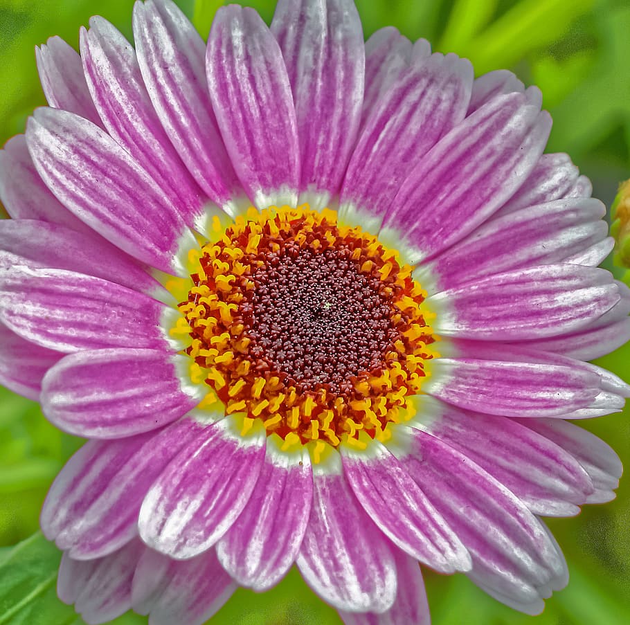 united states, sandpoint, flower, flowering plant, fragility HD wallpaper