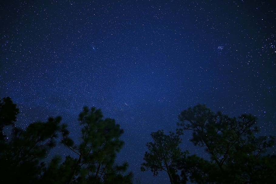 trees at night, sky, star, astrophotography, nature, silhouette, HD wallpaper