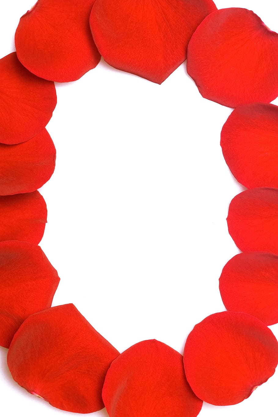 con2011, rose, petals, red, white background, close-up, no people HD wallpaper