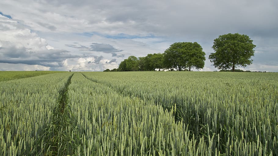 Green Field Near Three, clouds, landscape, nature, plants, sky HD wallpaper