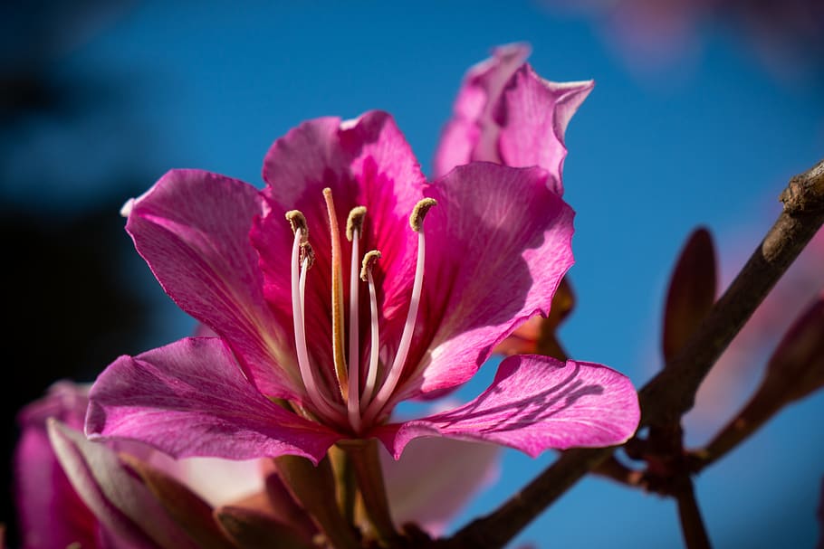 flower, spring, pollen, plant, nature, aroma, flowering plant HD wallpaper