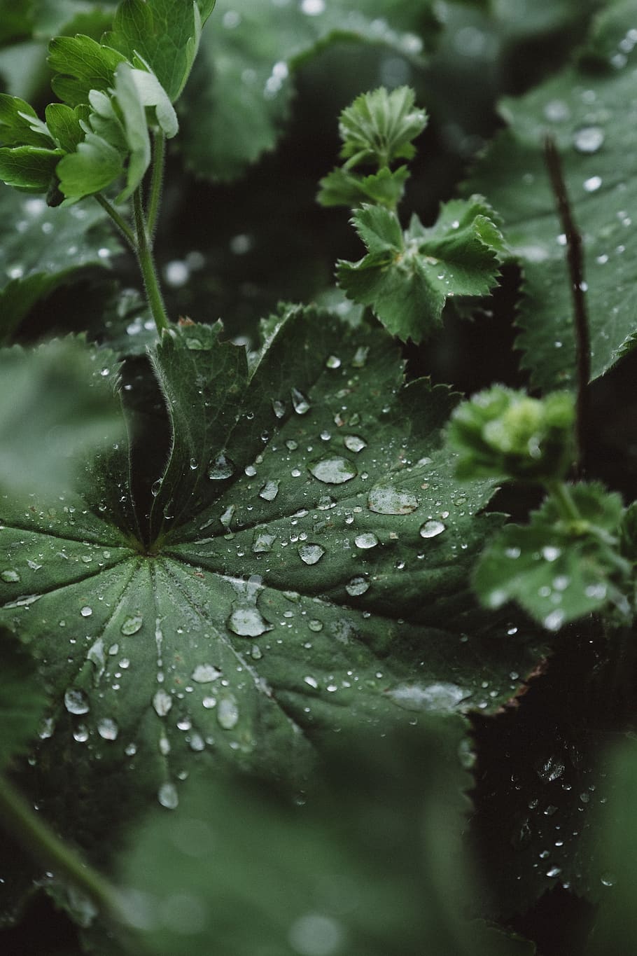 green leafed plant, drop, water, wet, plant part, growth, close-up HD wallpaper
