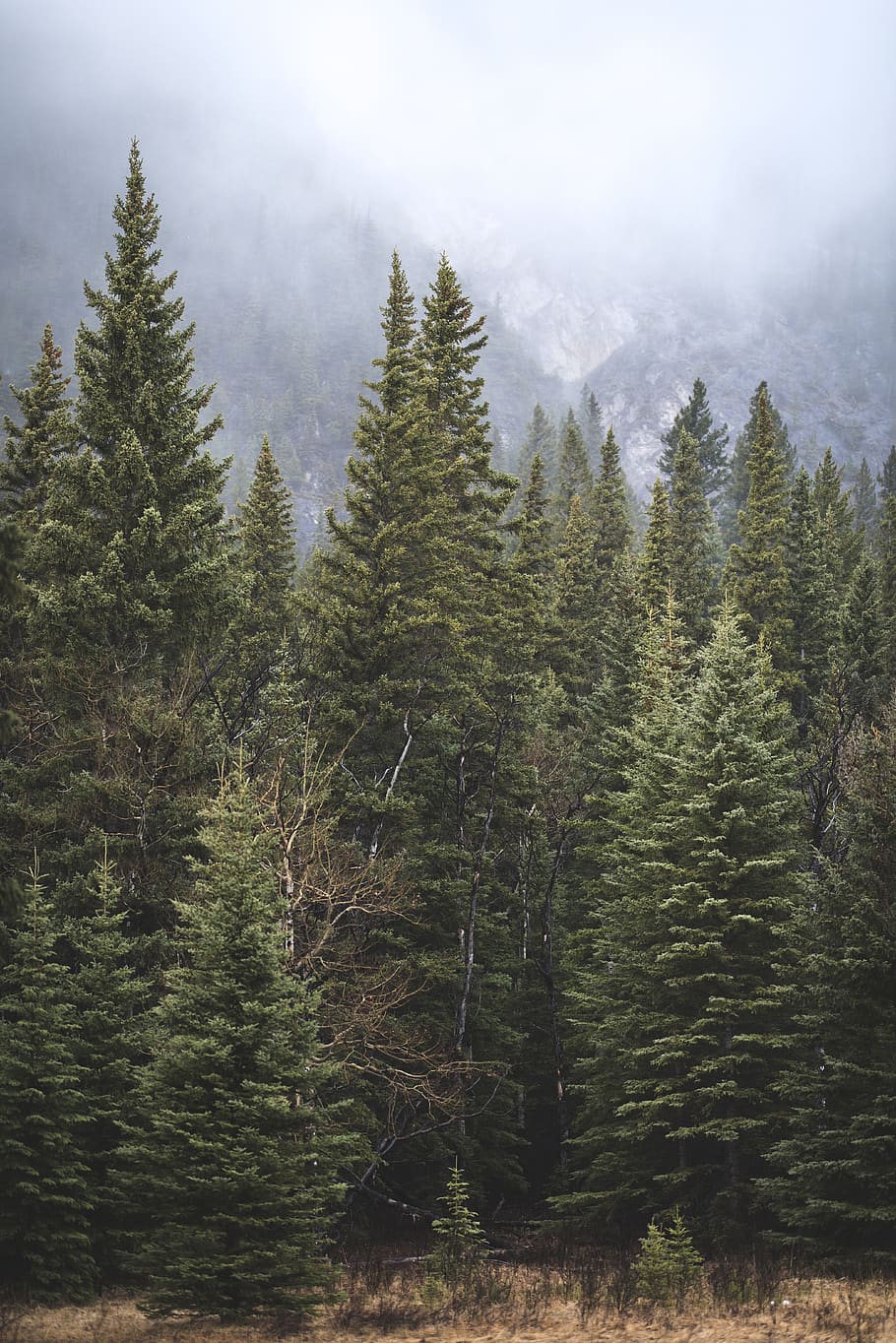 banff, canada, trees, plant, forest, land, growth, beauty in nature HD wallpaper