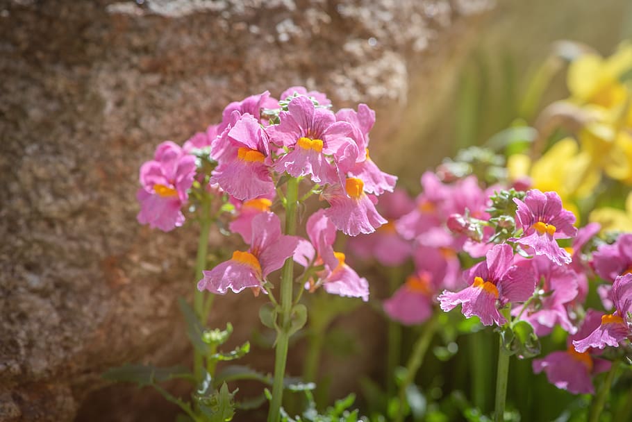 flowers, garden, spring, bloom, in the garden, pink, yellow HD wallpaper
