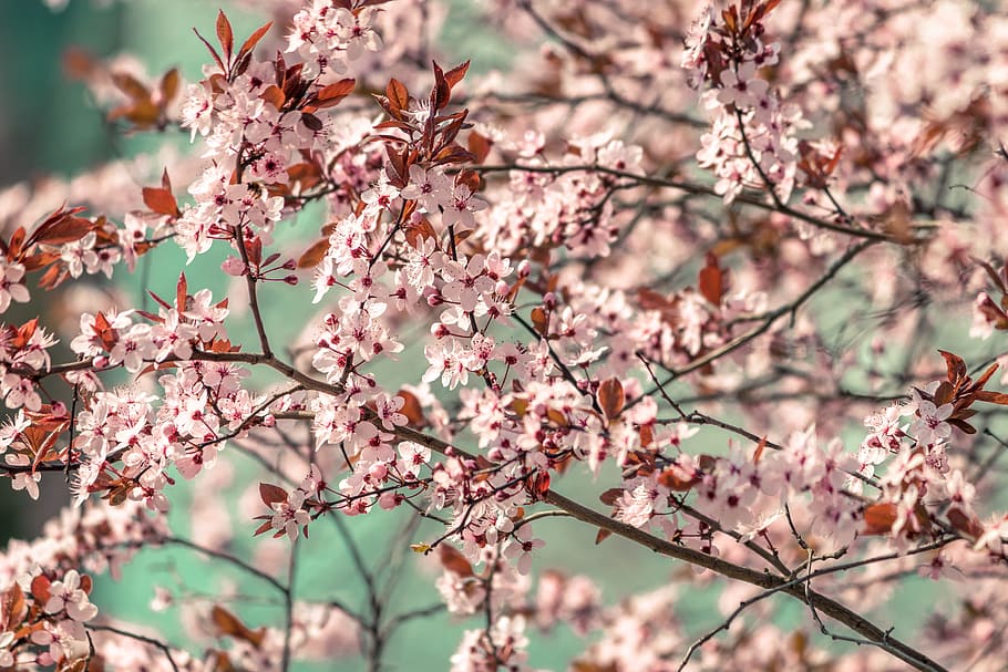 Shallow Focus Photography of Pink Flowers, blooming, blossom HD wallpaper