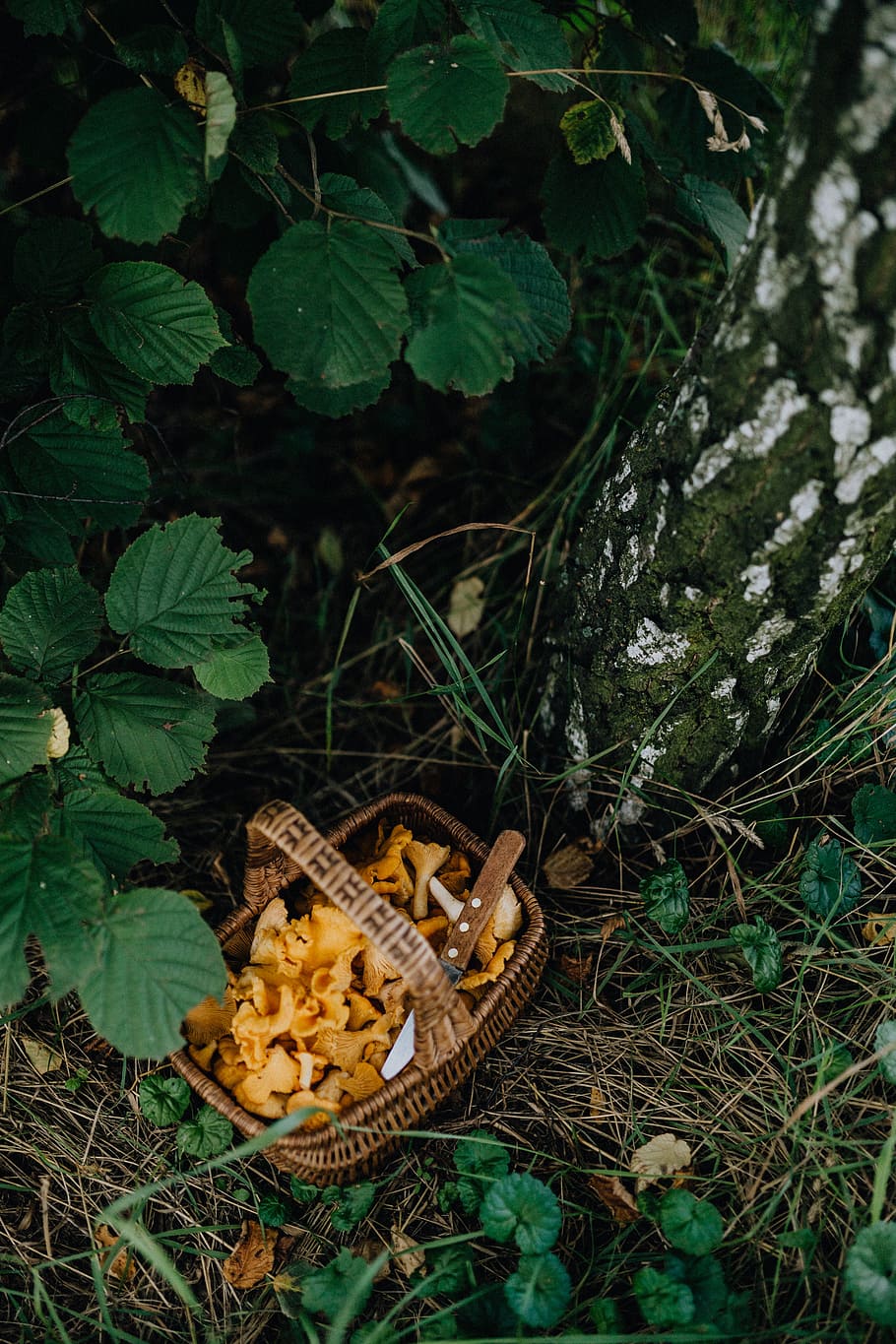 Picking mushrooms chantarelle in the woods, Edible Mushroom, yellow mushrooms, HD wallpaper