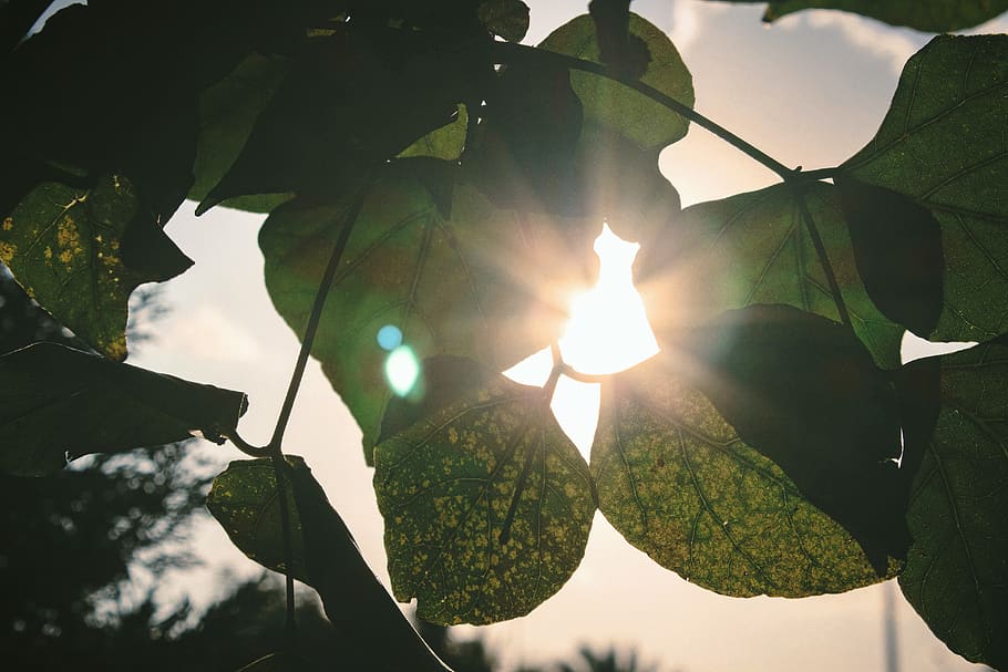 sun, tree, green, leaves, light, flare, sky, day, beautiful HD wallpaper
