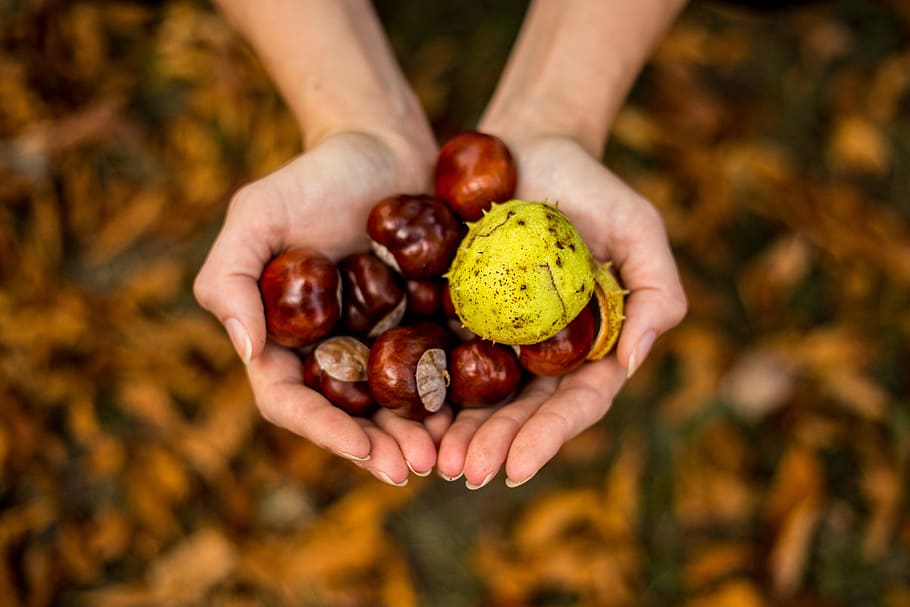 brown hazelnuts on human hands, chestnut, autumn, leaf, nature HD wallpaper