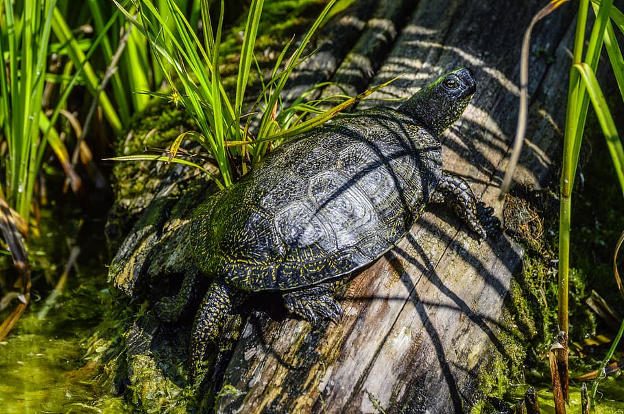 marsh turtle, emys orbicularis, pond, reptile, water creature HD wallpaper