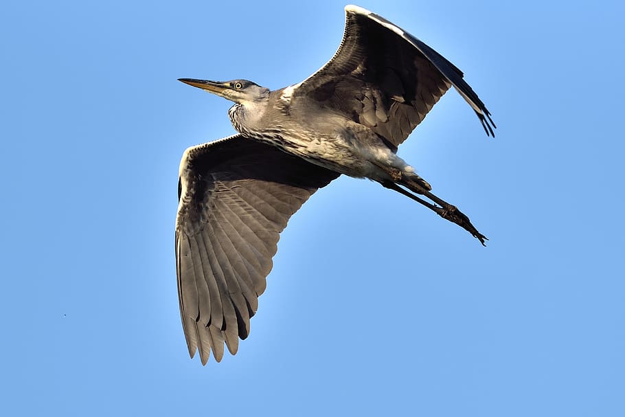 heron, blue sky, feathers, animal wildlife, animals in the wild HD wallpaper