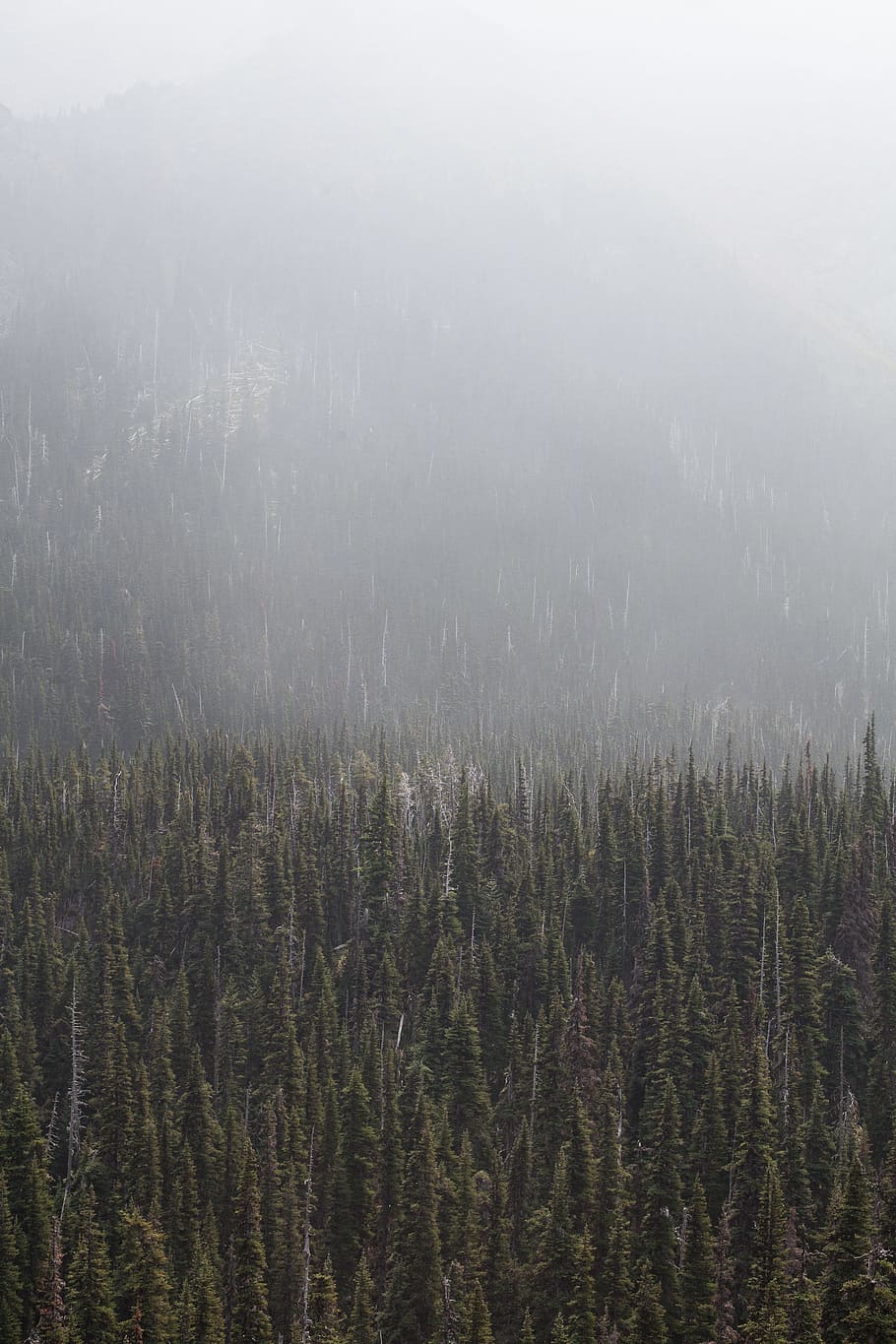 forest surronded by fog during daytime, tree, mist, cloud, smoke HD wallpaper