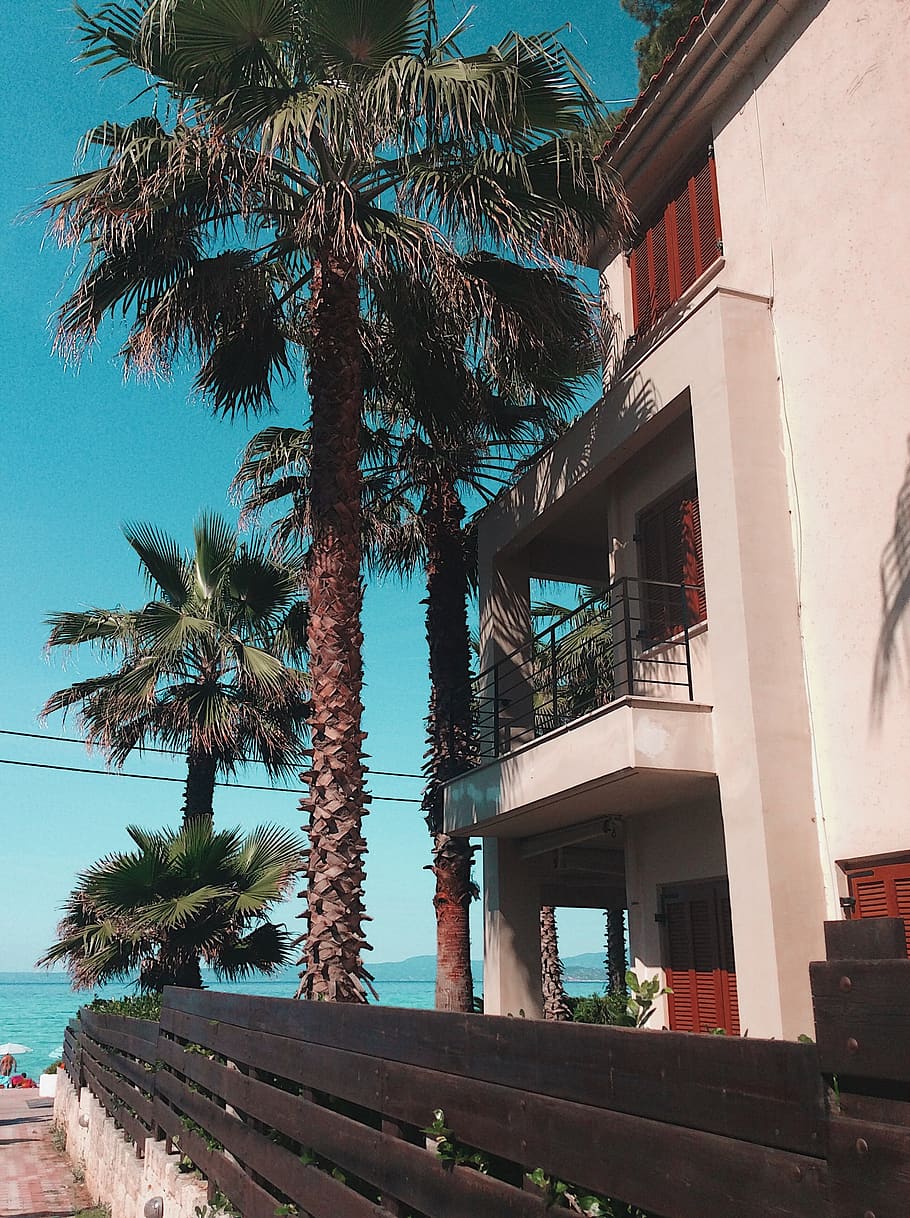 palm tree beside building, tropical climate, built structure HD wallpaper