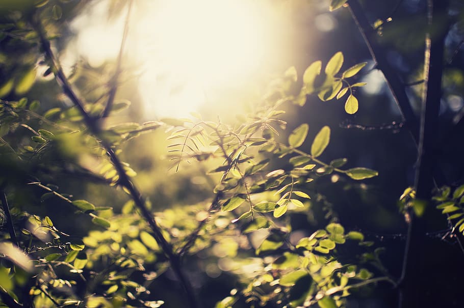 germany, berlin, nature, tree, woods, hike, walk, wanderlust HD wallpaper