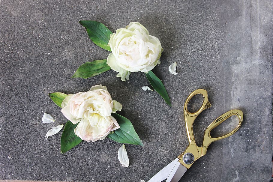 two white roses beside scissors, freshness, plant, flower, beauty in nature HD wallpaper