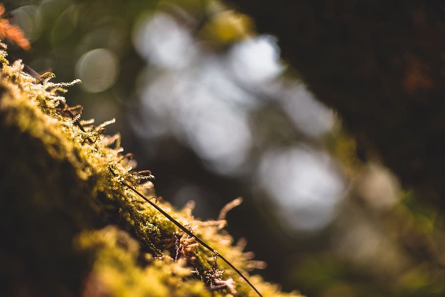 philippines, itogon, mount ulap, trees, bokeh, forest, mountain HD wallpaper