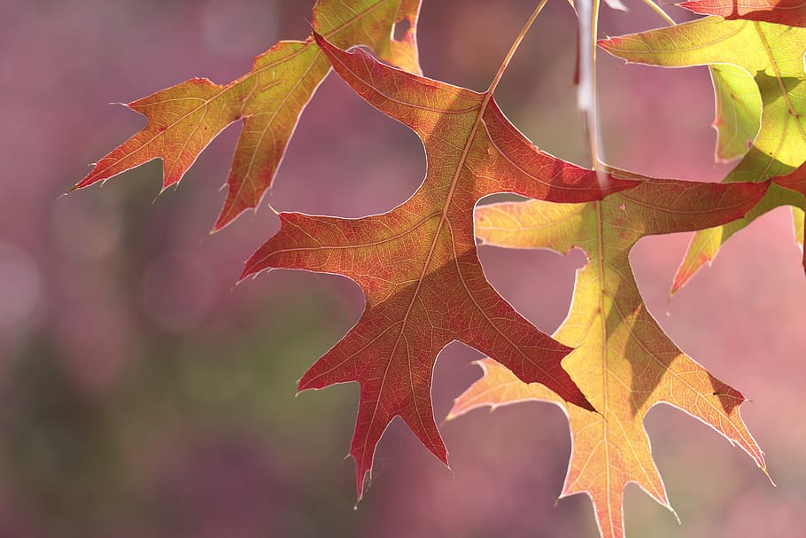 leaves, autumn, leaf, fall foliage, fall color, red, tree, autumn colours HD wallpaper
