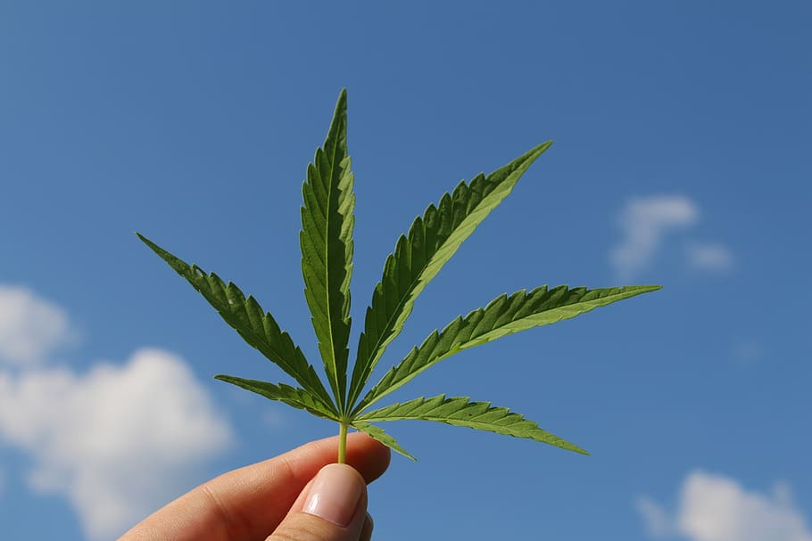 hemp leaf, cannabis sativa, hemp plant, of young cannabis, industrial hemp, HD wallpaper