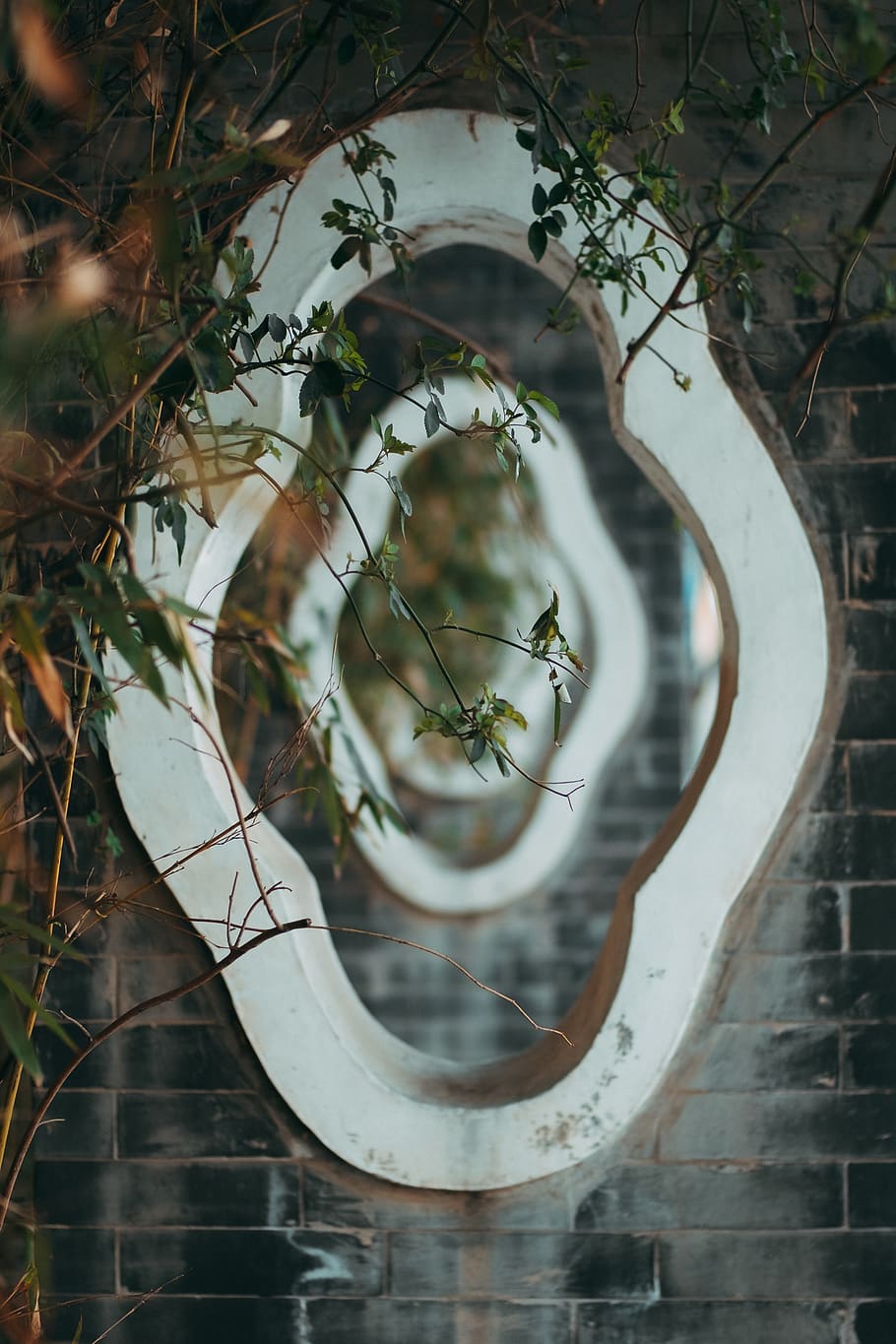 white wall mirror behind plants, circle, no people, reflection HD wallpaper