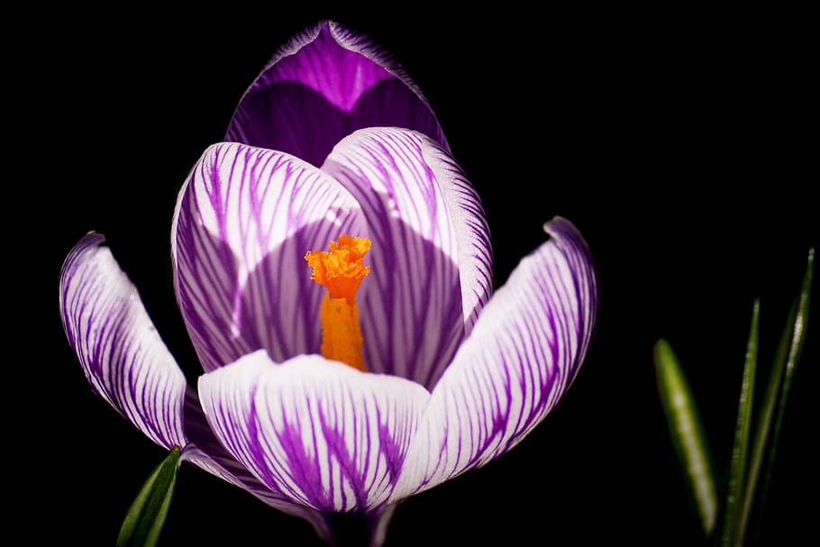 crocus, spring, early bloomer, spring flower, spring awakening HD wallpaper