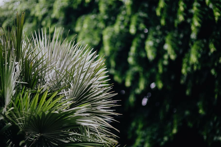 Municipal greenery, flora, leaf, leaves, spring, Italy, may, hedge HD wallpaper