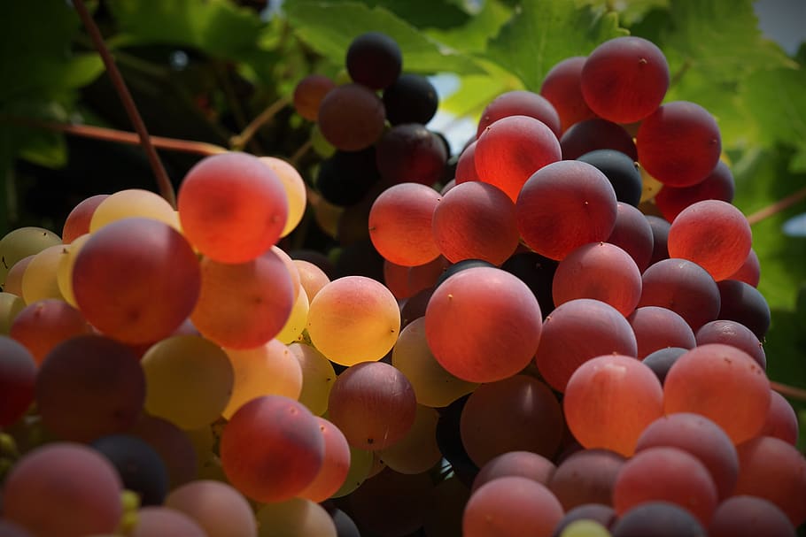 grape, fruit, grapefruit, wine, leaf, green, red, white, macro