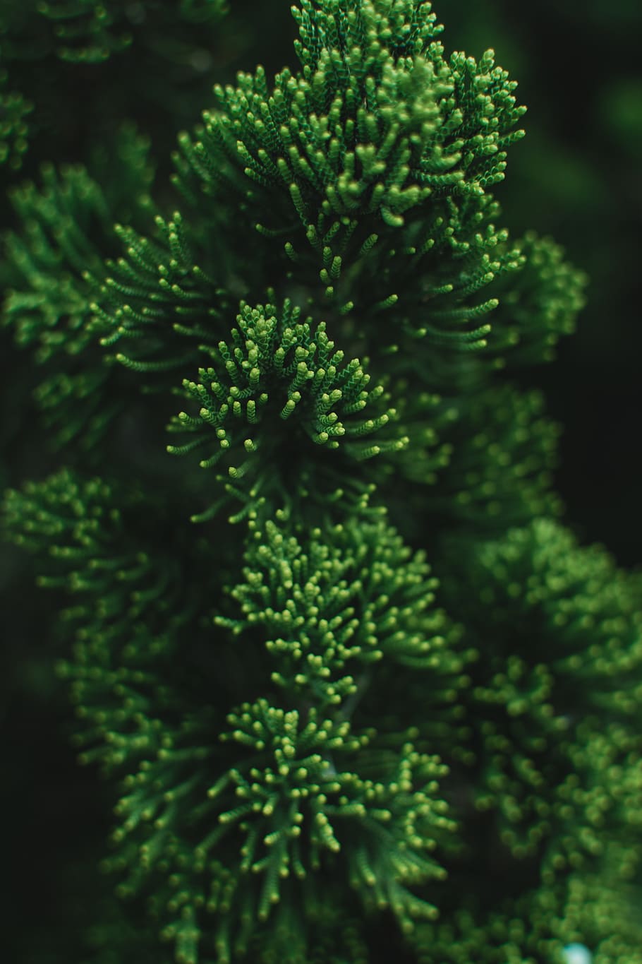 green plant, green color, growth, no people, close-up, selective focus HD wallpaper