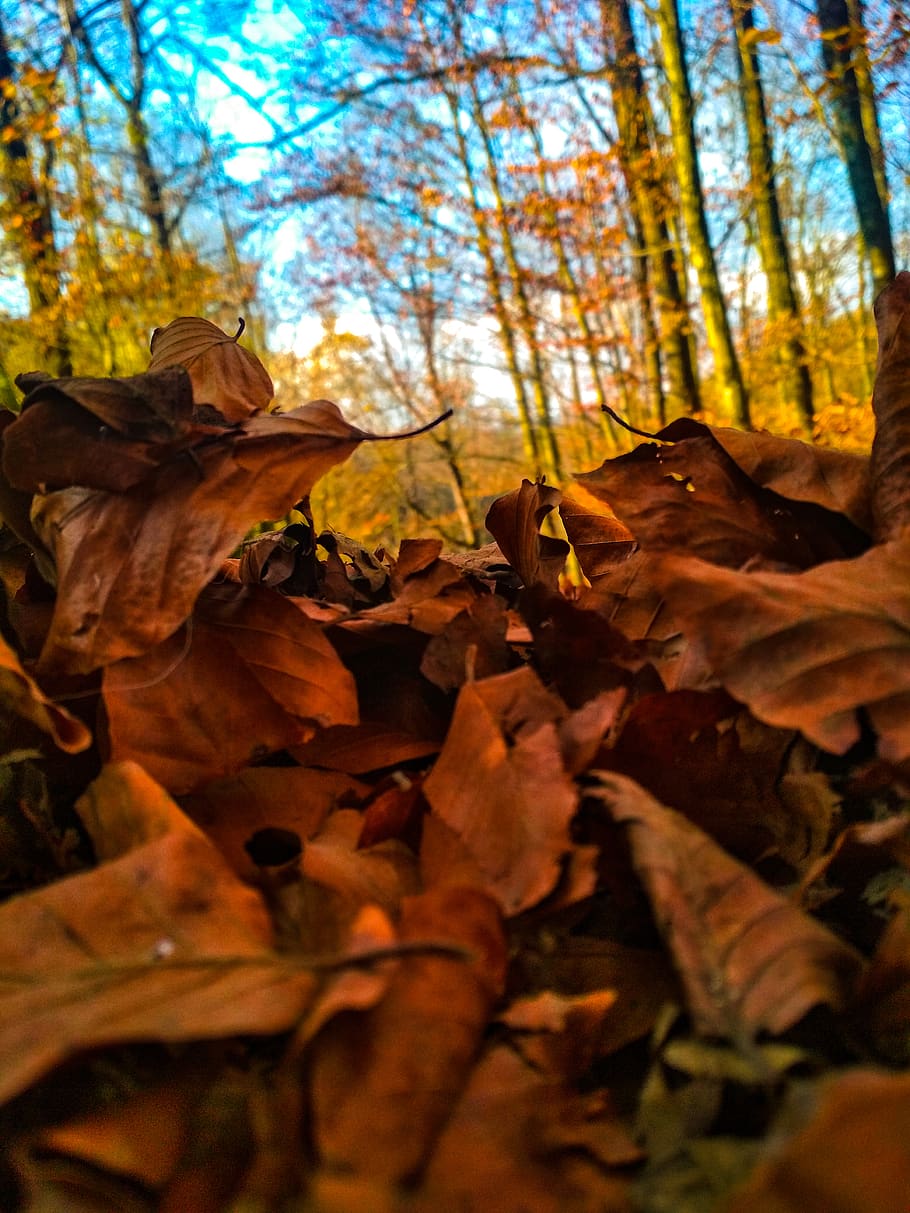 nature, forest, trees, background, plant, leaf, vegetation HD wallpaper