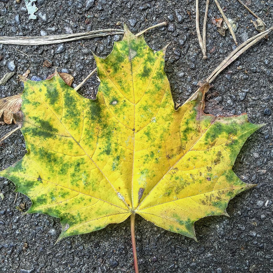 tree, walk, leaf, plant part, autumn, yellow, nature, change HD wallpaper