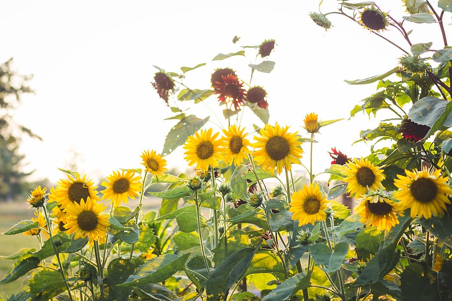 yellow sunflowers during daytime, flowering plant, freshness HD wallpaper