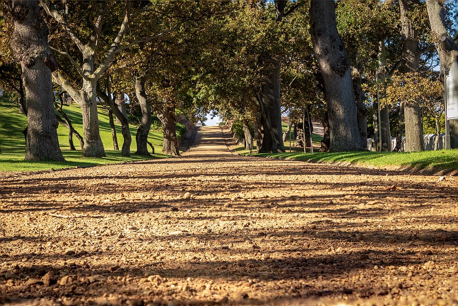 brown road under green trees, plant, tree trunk, ground, nature HD wallpaper