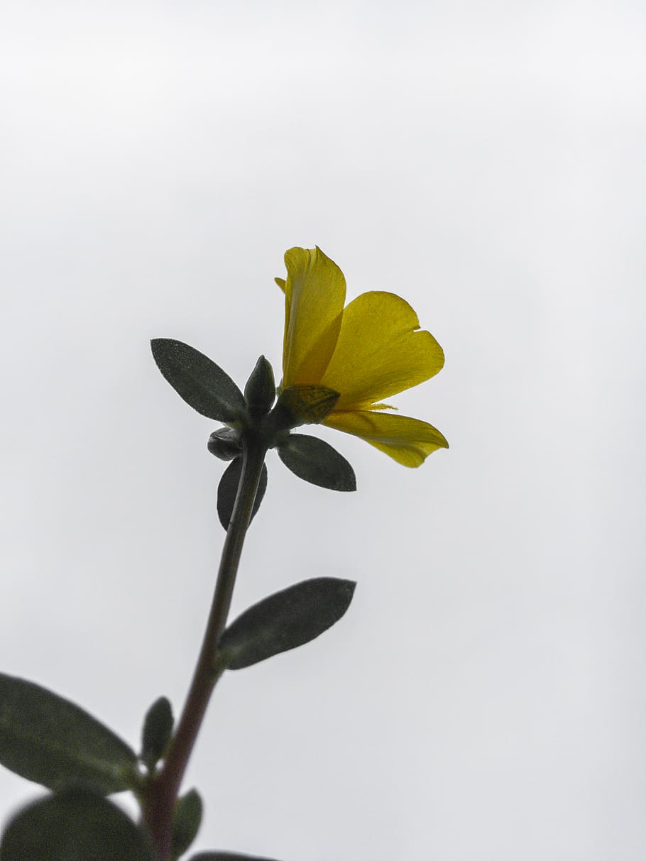 plant part, leaf, flower, freshness, growth, flowering plant HD wallpaper
