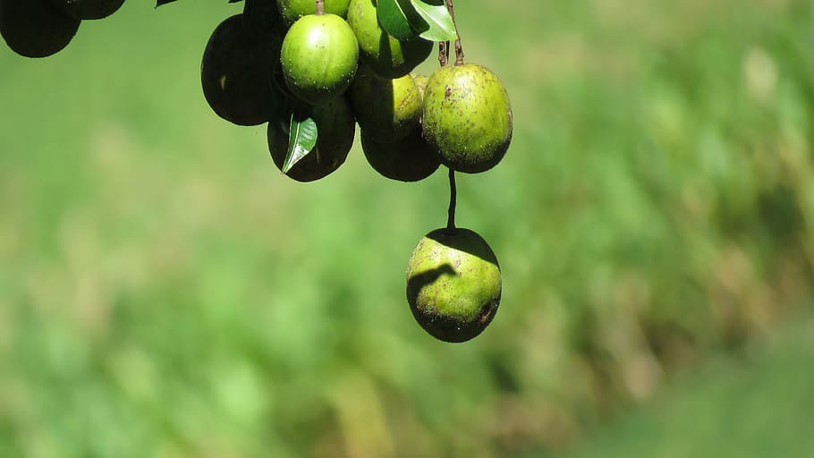 mango, fruit, tree, green, cluster, harvest, healthy eating HD wallpaper