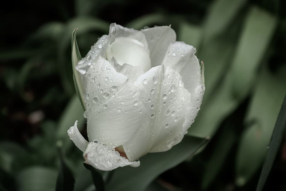 tulip, blossom, bloom, spring, close up, dewdrop, drip, white HD wallpaper