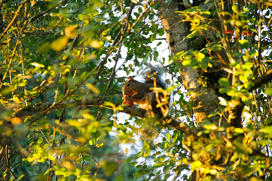 tree, squirrel, branch, fall, spring, leaves, life, lifestyle HD wallpaper