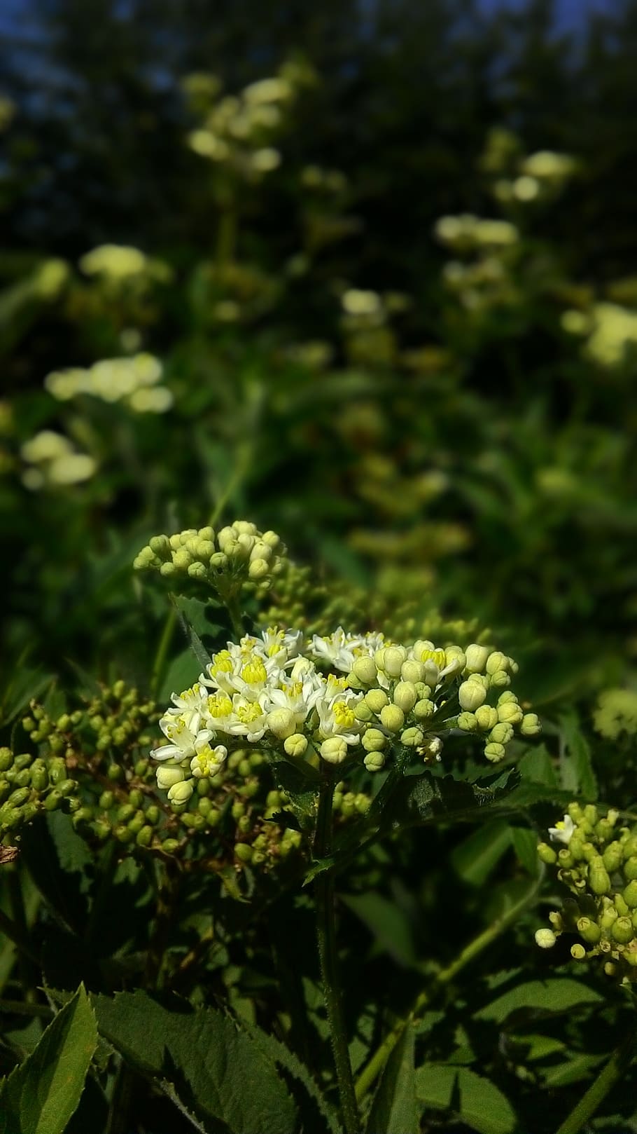 flower, nature, plant, spring, summer, garden, flora, beauty HD wallpaper